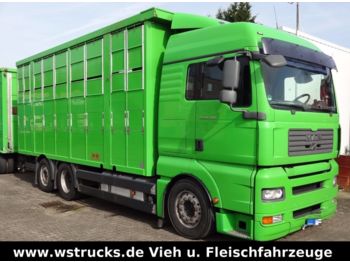 Livestock truck MAN TGA 26.480 XL KABA  3 Stock Vollalu: picture 1