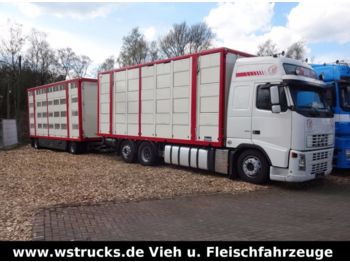 Livestock truck Volvo FH 13/480 Globe Menke 3 Stock Lüfter/Tränken: picture 1