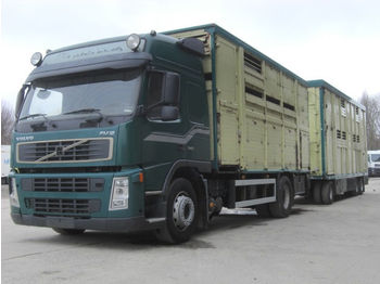 Livestock truck Volvo FM-4X2R 340 / Viehtransporthängerzug: picture 1