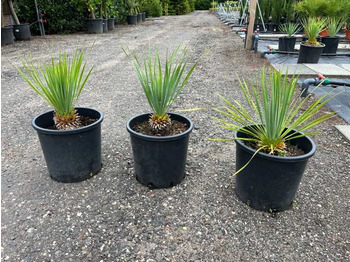 Agricultural machinery  3x Yucca rostrata 50/60cm including pot