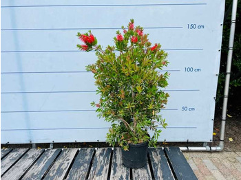 Agricultural machinery  Callistemon shrub mould 150cm including pot