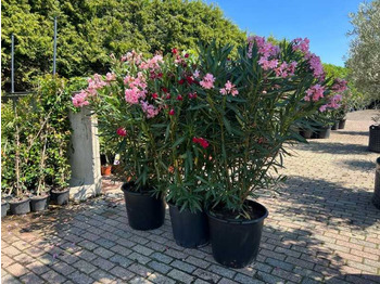 Agricultural machinery  Oleander pink 170cm incl pot