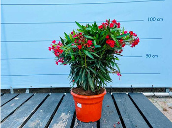 Agricultural machinery  Oleander red 100cm