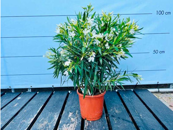 Agricultural machinery  Oleander white 100cm