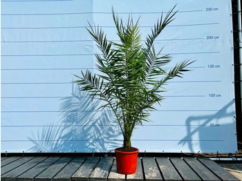 Agricultural machinery  Phoenix canariensis trunk height 10-20 cm