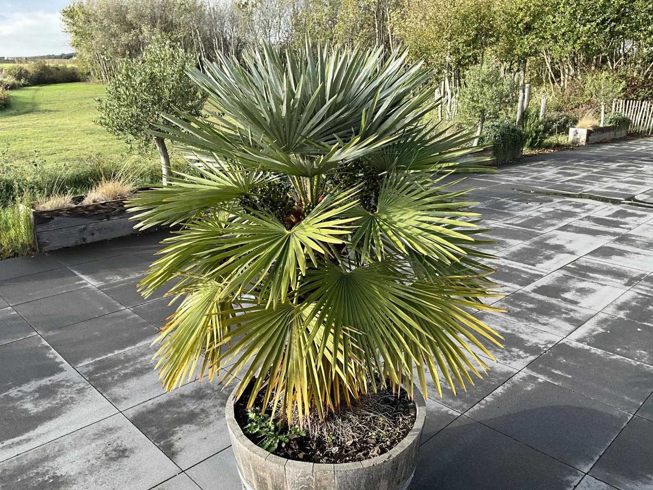 Agricultural machinery Planter with plant