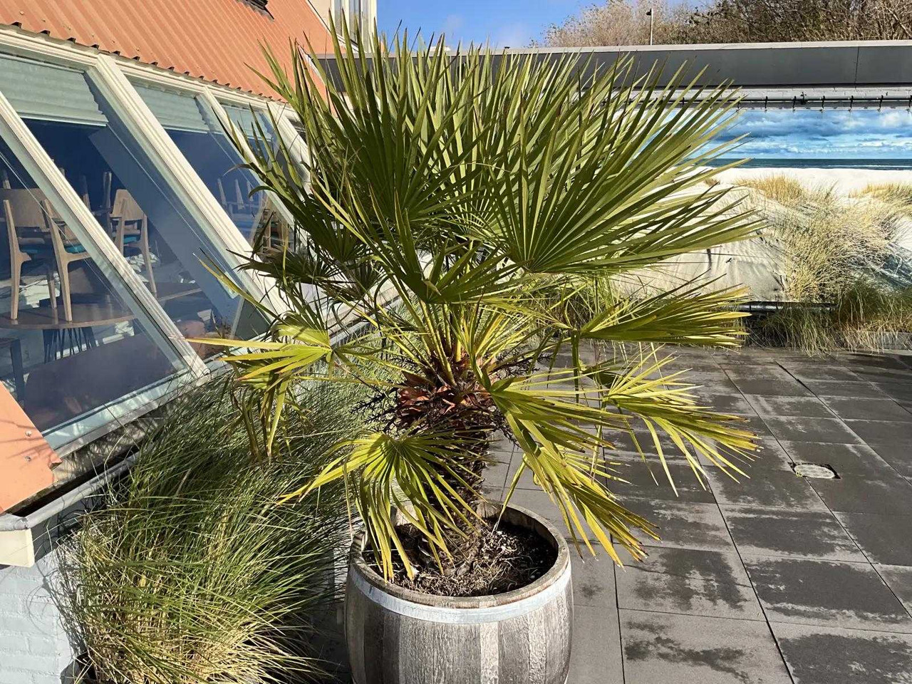 Agricultural machinery Planter with plant