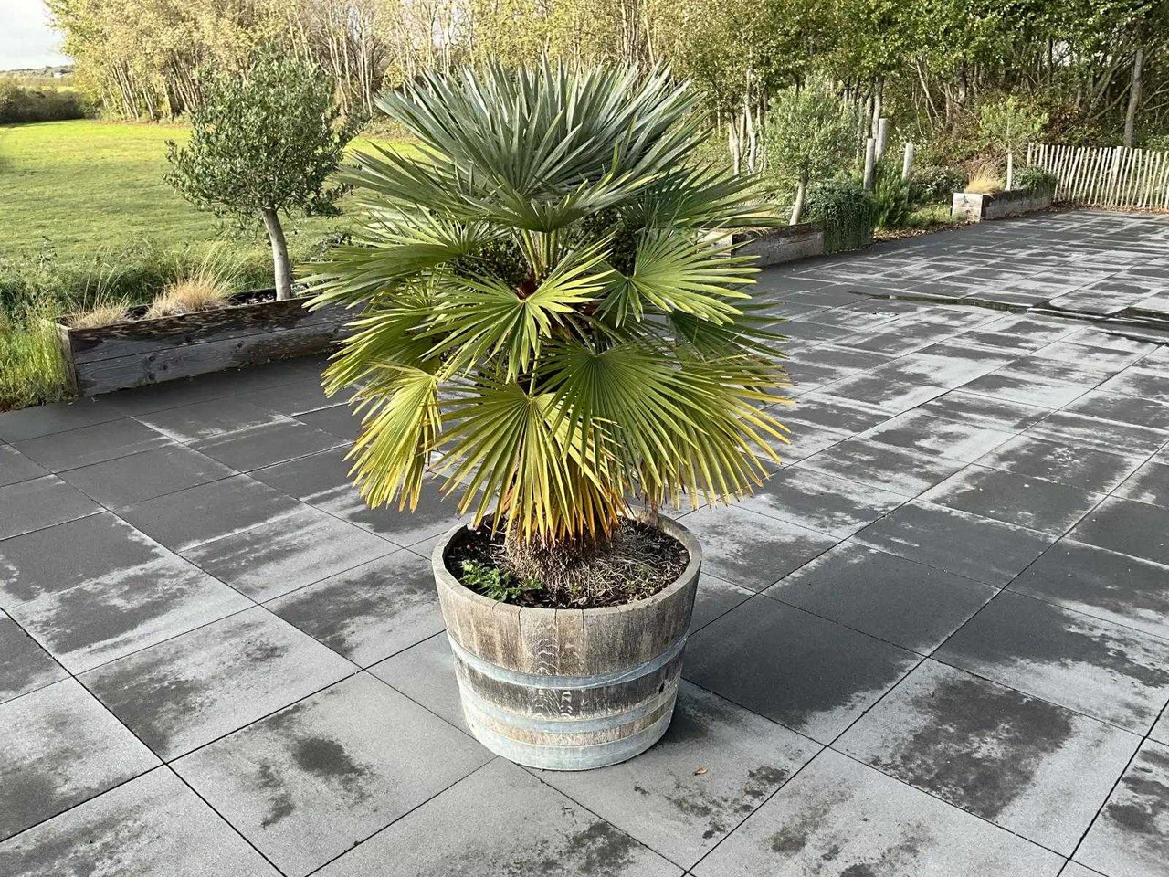 Agricultural machinery Planter with plant