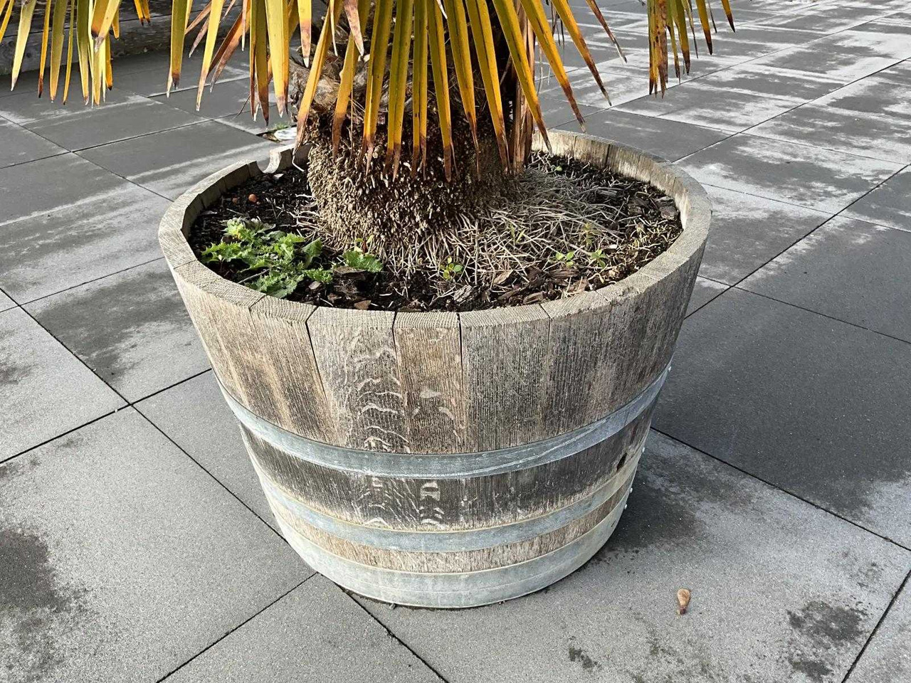 Agricultural machinery Planter with plant