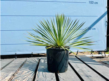Agricultural machinery  Yucca rostrata 70cm