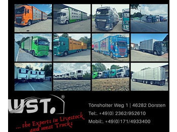 Livestock trailer Menke 3 Stock Lüfter/Hubdach   Vollalu Typ 2: picture 1