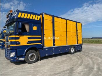 Livestock truck DAF 106XF510 Viehtransport Menke 3 stock: picture 1