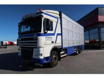 Livestock truck DAF XF 105