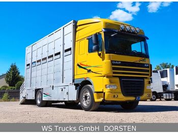 Livestock truck DAF XF 410 SC Menke Doppelstock: picture 1