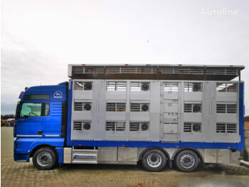Livestock truck MAN MAN TGA 26.440 XXL/Żywiec/Do zwierząt/Do bydła/Do świń/Podnoszon: picture 1