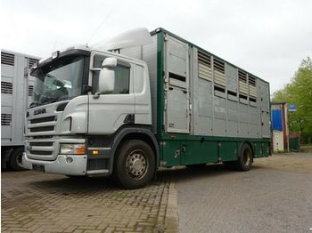 Livestock truck Scania P 380 mitt Menke Doppelstock: picture 1