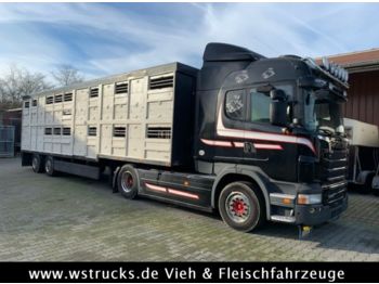 Livestock truck Scania R 480 Highl. mit Menke 2 Stock Auflieger: picture 1