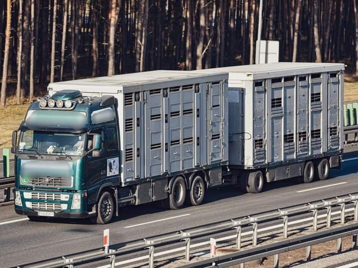 Leasing of Volvo FH 12 Animal transporter Volvo FH 12 Animal transporter: picture 2