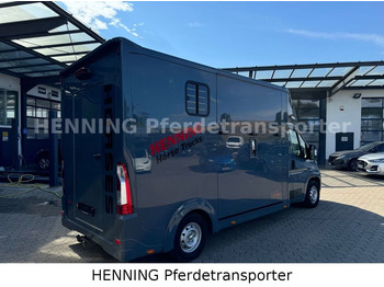 Horse truck Opel Movano 3 - Sitzer *AUFBAU NEU*: picture 2 Horse truck Opel Movano 3 - Sitzer *AUFBAU NEU*: picture 2