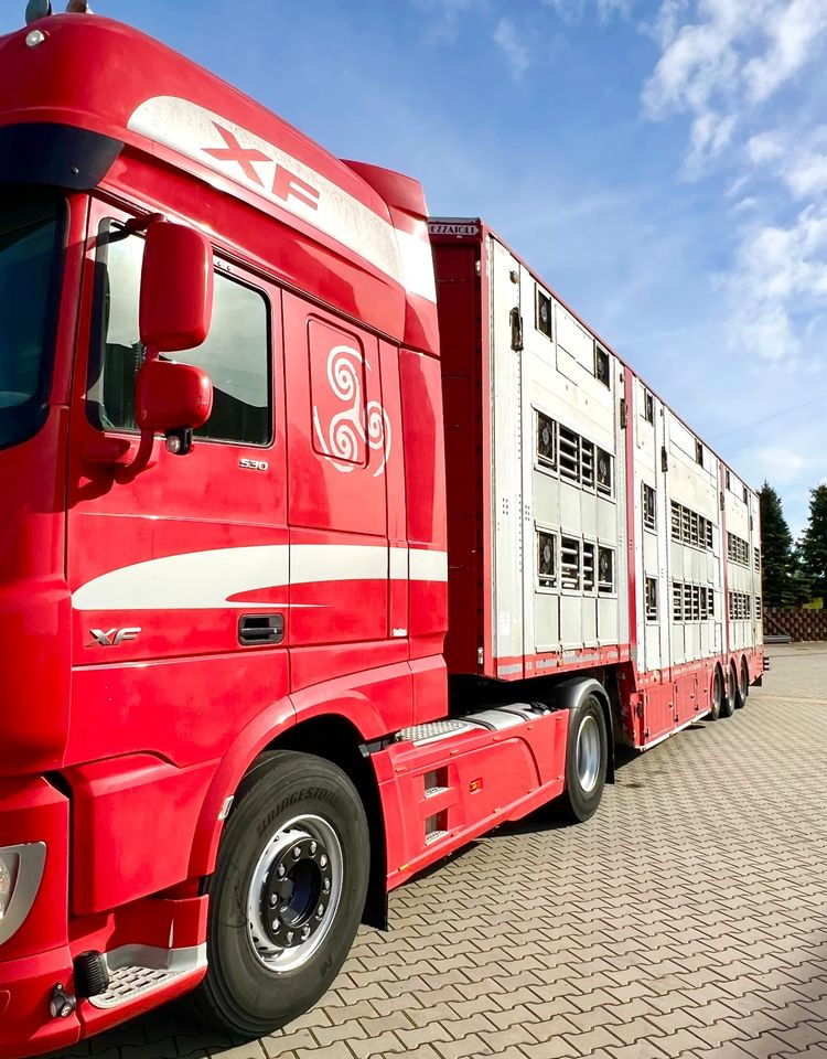 Pezzaioli NACZEPA 2017 / 3 POZIOMY / TRANSPORT ZWIERZĄT / HYDRAULIKA / STEROWANIE PILOTEM/ PODNOSZONY DACH / - Livestock semi-trailer: picture 4 Pezzaioli NACZEPA 2017 / 3 POZIOMY / TRANSPORT ZWIERZĄT / HYDRAULIKA / STEROWANIE PILOTEM/ PODNOSZONY DACH / - Livestock semi-trailer: picture 4