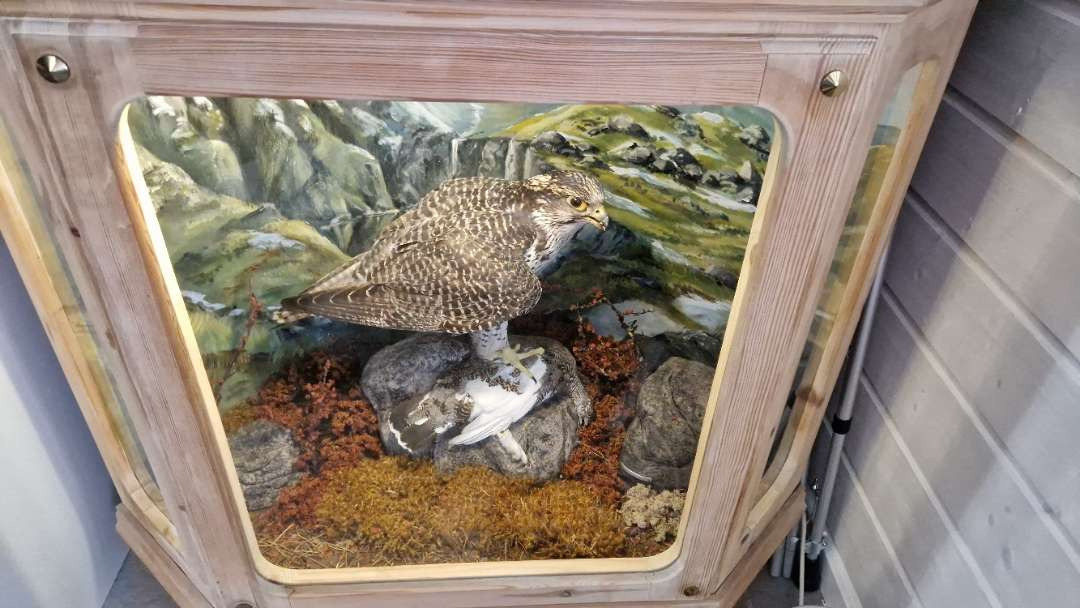 Unikt og vakkert diorama – jaktfalk med rype i glassmonter - Tool/ Equipment: picture 4 Unikt og vakkert diorama – jaktfalk med rype i glassmonter - Tool/ Equipment: picture 4