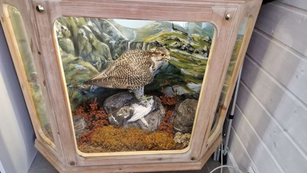 Unikt og vakkert diorama – jaktfalk med rype i glassmonter - Tool/ Equipment: picture 3 Unikt og vakkert diorama – jaktfalk med rype i glassmonter - Tool/ Equipment: picture 3