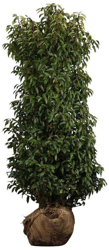 Portuguese cherry laurel 125-150 cm (9x) - Agricultural machinery: picture 1 Portuguese cherry laurel 125-150 cm (9x) - Agricultural machinery: picture 1